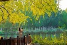 310足球直播比分-310足球直播比分,球迷的实时观赛指南与数据宝库